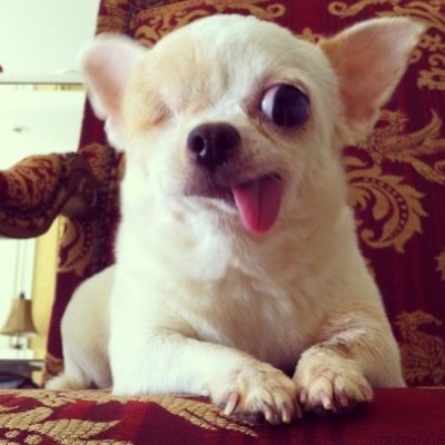 7 Pets That Are Instagram Megastars ...