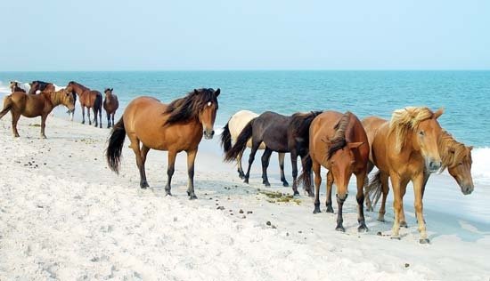 Assateague Island National Seashore, Maryland and Virginia