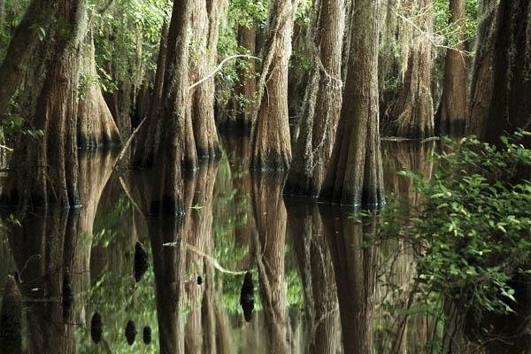 Caddo Lake, Louisiana & Texas