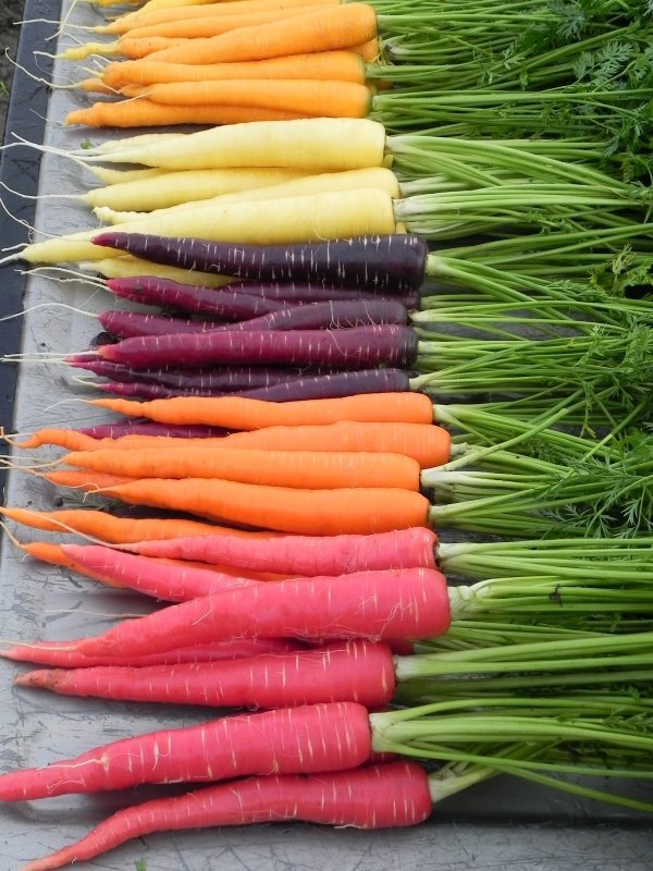 Carrots