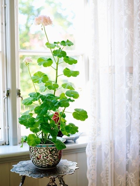 Geraniums