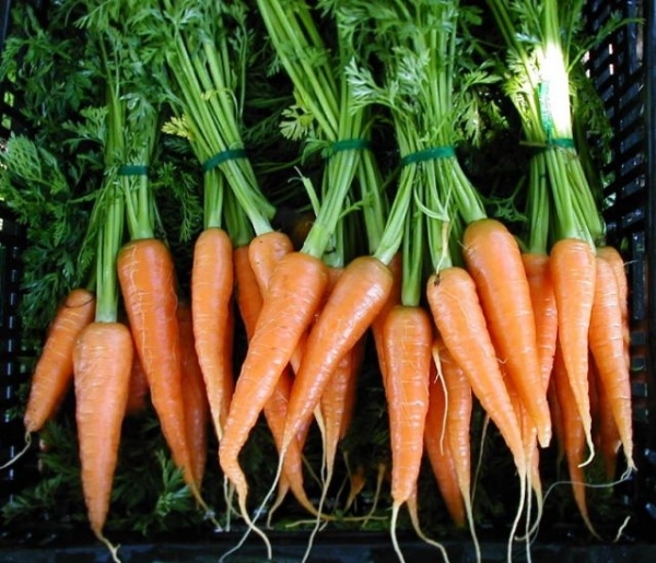 Carrots