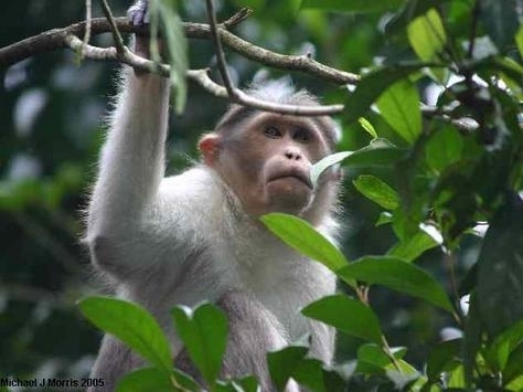 Thekkady (Periyar Wildlife Sanctuary)