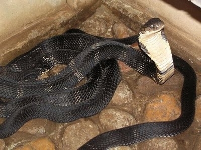 Parassinikkadavu Snake Park