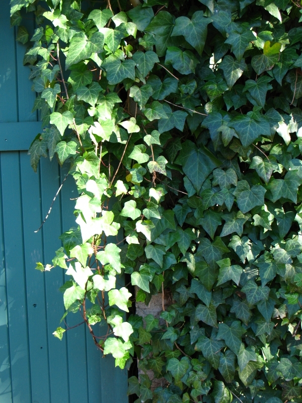 English Ivy