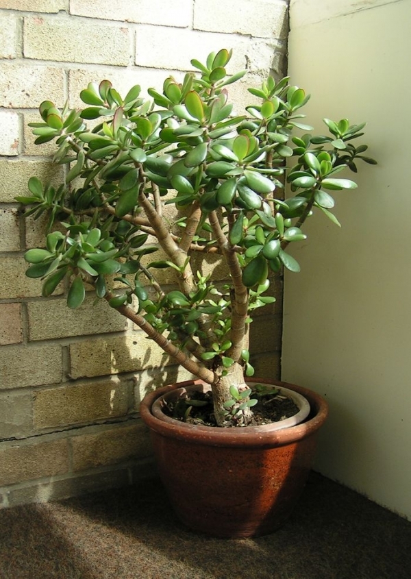 Jade Plant