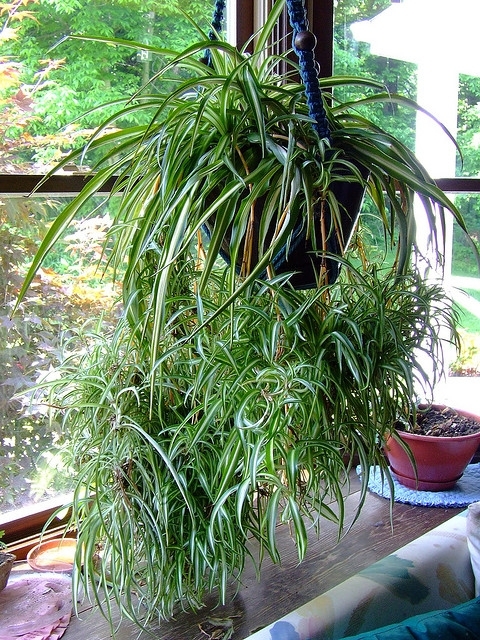 Spider Plant