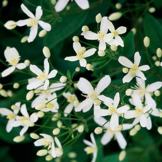 clematis sweet autumn