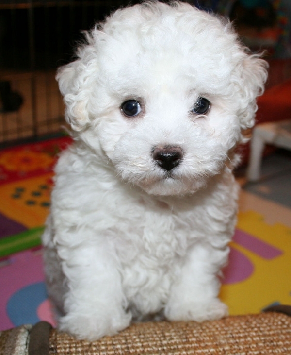 Bichon Frise