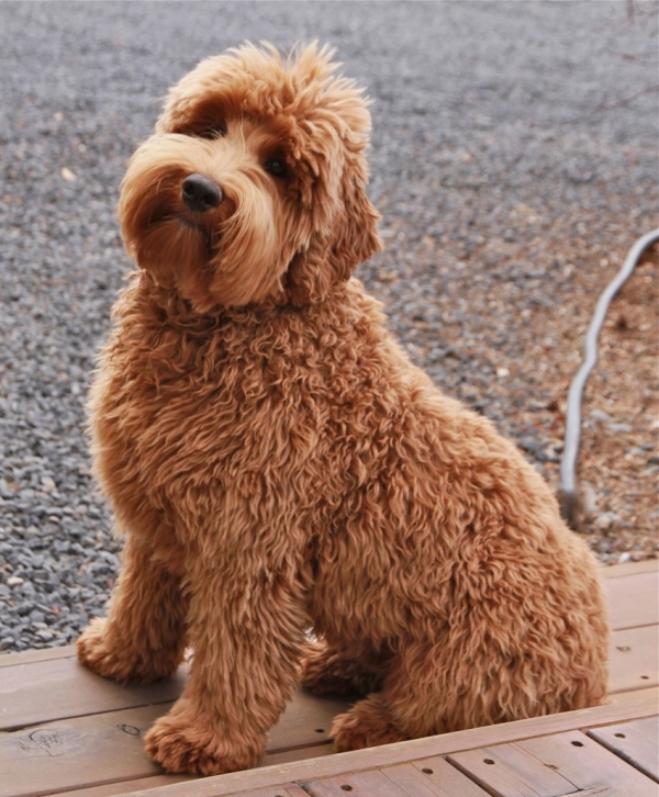 Labradoodle