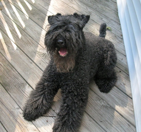 Kerry Blue Terrier