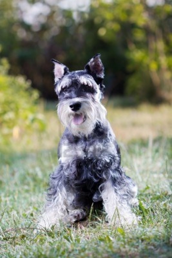 Schnauzer