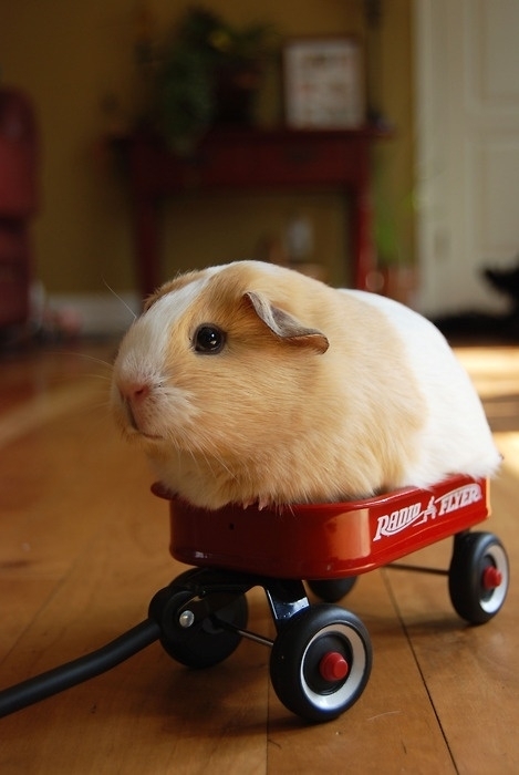 Guinea Pigs