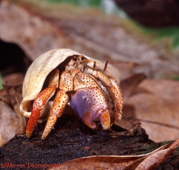 Hermit Crabs