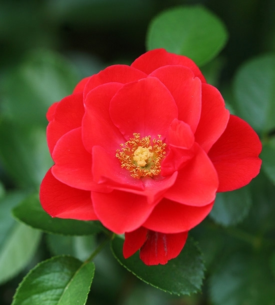 Flower Carpet Scarlet Roses