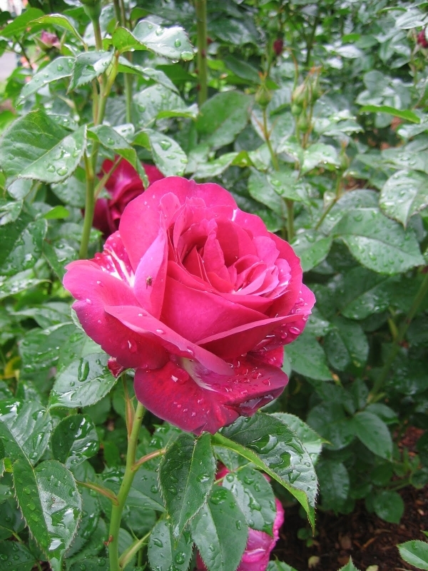 Hybrid Tea Roses