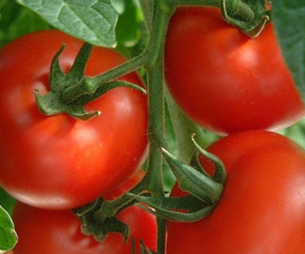 Tomatoes