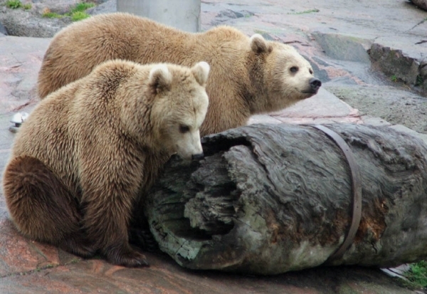 Helsinki Zoo