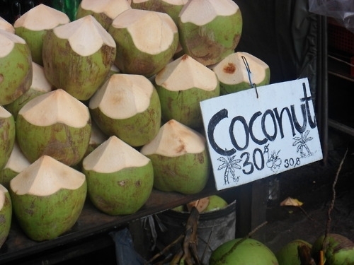 Coconut