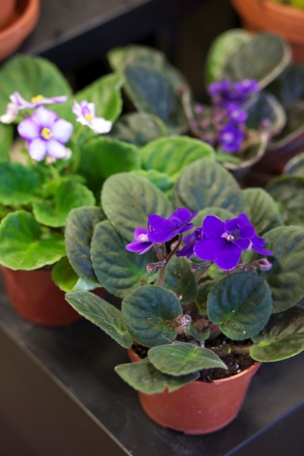 African Violet