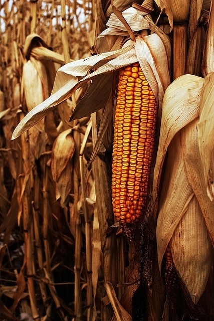 Corn Maze