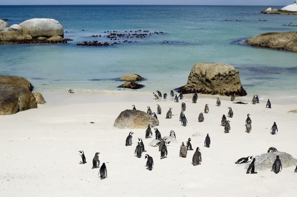 Boulders Beach, Simonstown