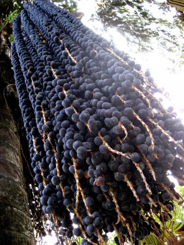 Acai Berries