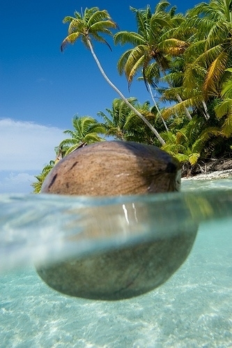 Coconut Water