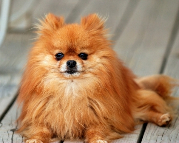 Pomeranian