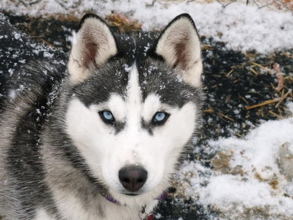 Siberian Husky