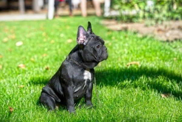 French Bulldog