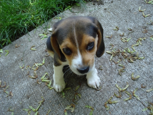 Beagle