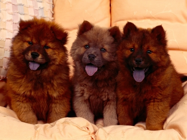 Chow Chow