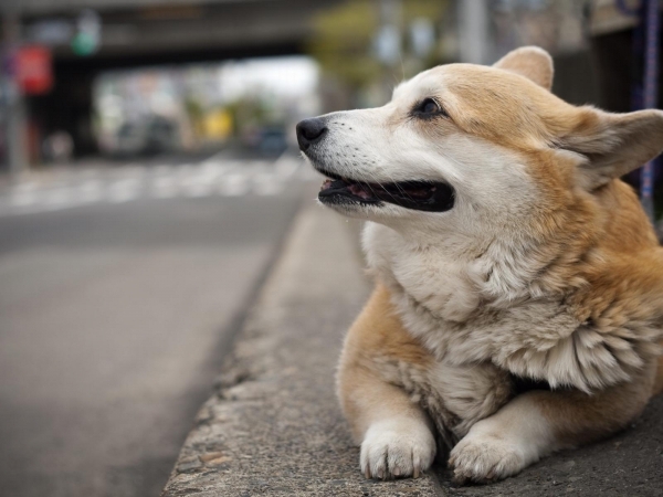 Welsh Corgi