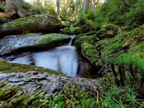 Bavarian Forest