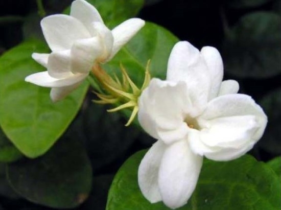 Jasmine Oil