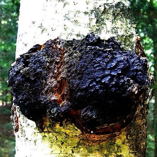 Chaga Mushroom