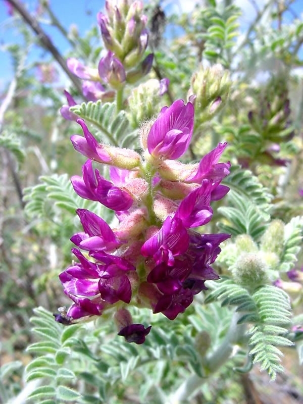 Astragalus