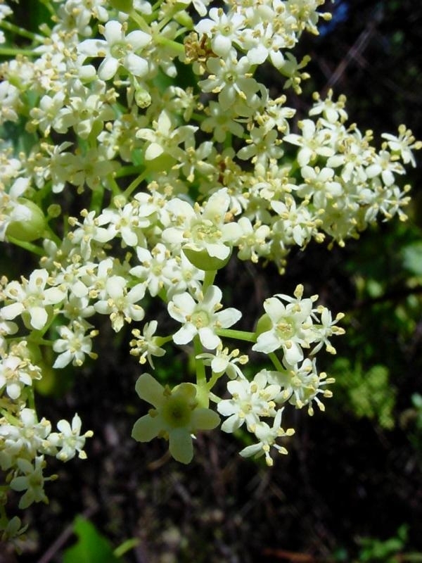 Elderberry