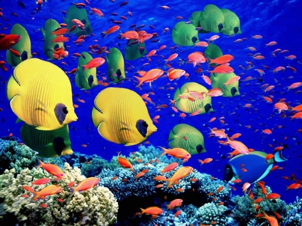 The Great Barrier Reef