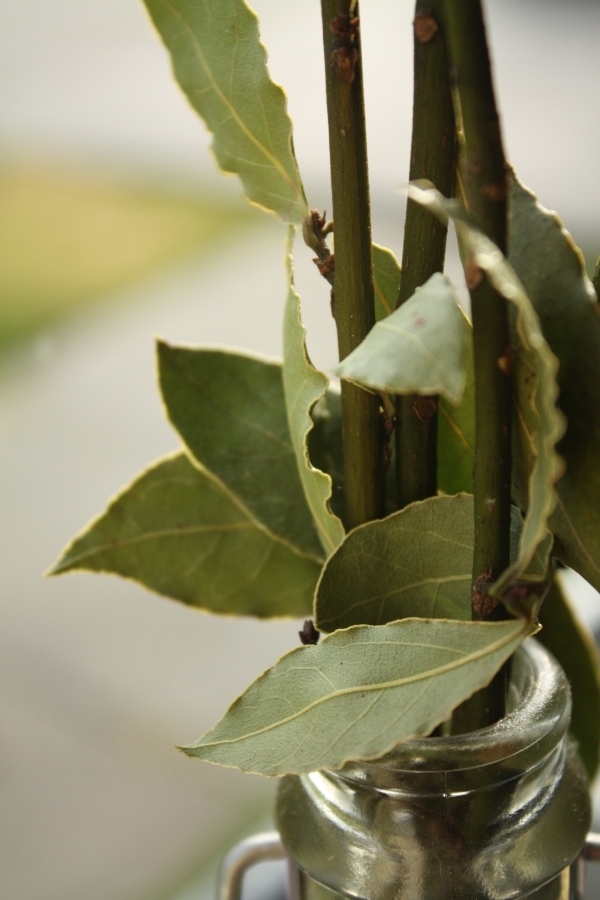 A Bay Leaf