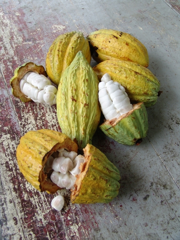 Cacao Nibs