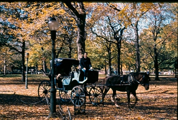 A Horse and Carriage Ride through Central Park