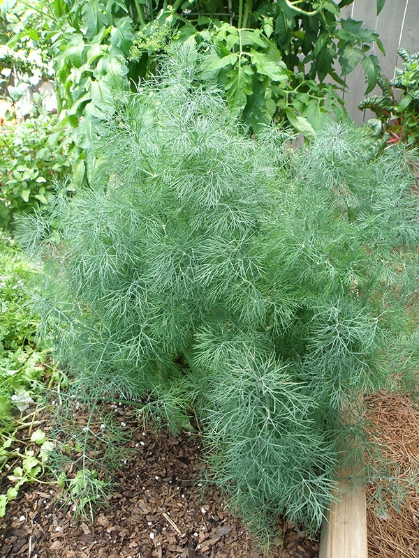 Delightful Dill