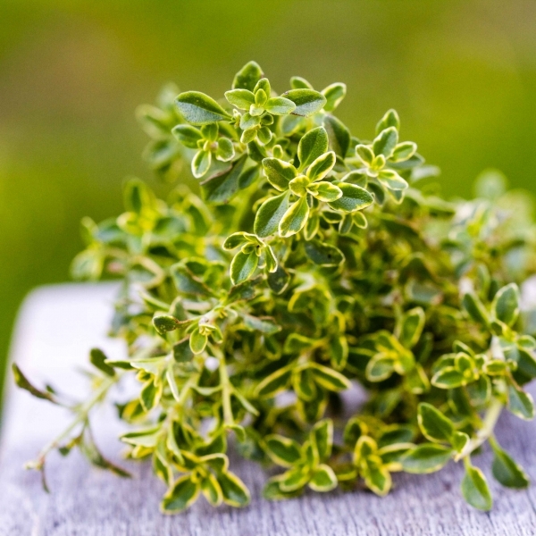 Terrific Thyme