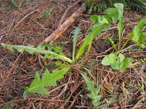 Dandelion