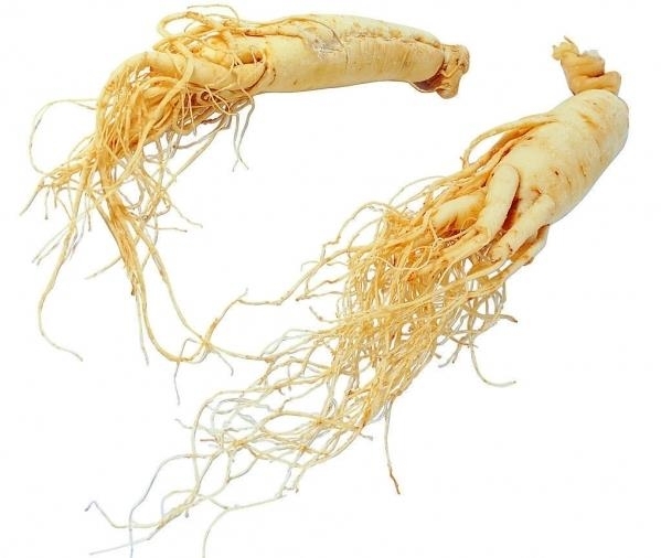 Ginseng