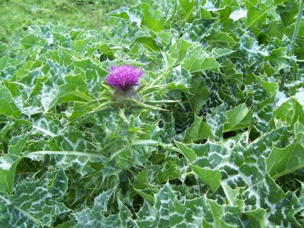 Milk Thistle