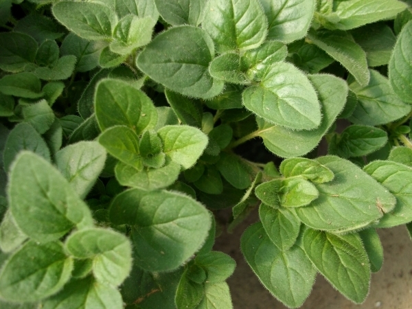 Oregano