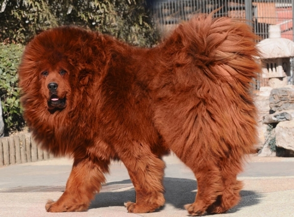 Tibetan Mastiff